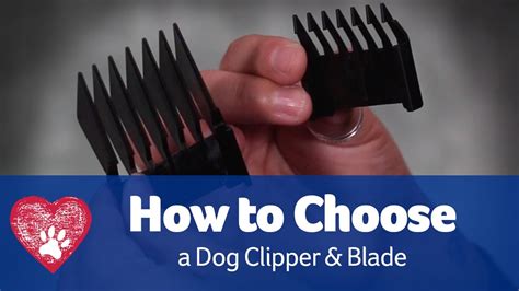 Choosing the Right Clipper for Your Dog