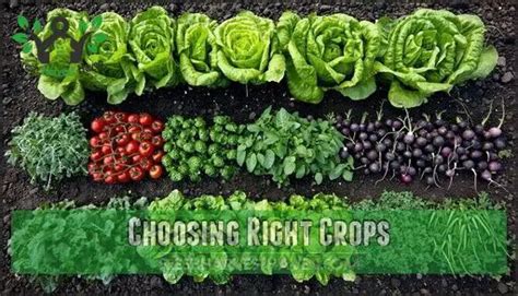 Choosing the Right Crops