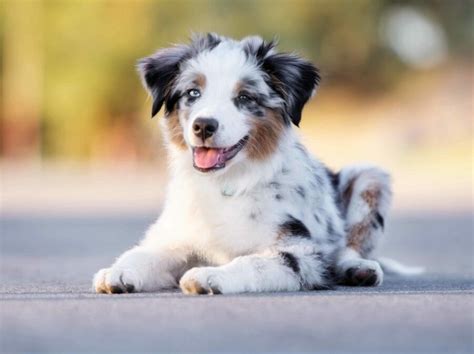 Choosing the Right Cutedog Breed