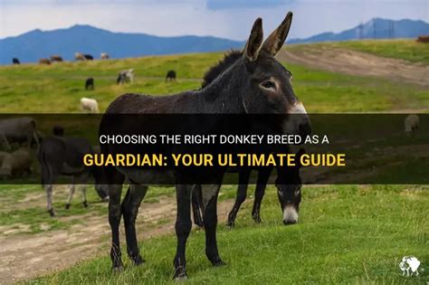 Choosing the Right Donkey