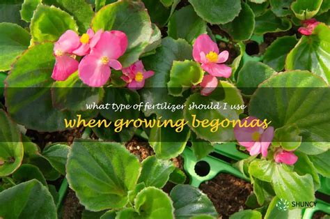 Choosing the Right Fertilizer for Begonias