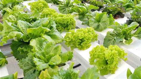 Choosing the Right Fertilizer for Lettuce