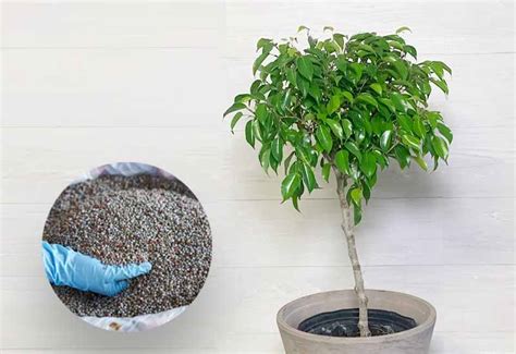 Choosing the Right Ficus Fertilizer