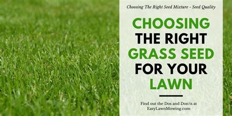 Choosing the Right Grass Seed