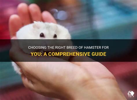 Choosing the Right Hamster