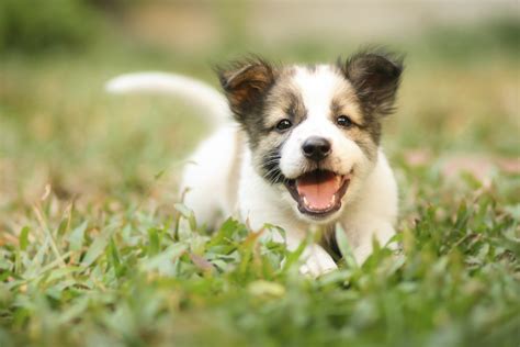 Choosing the Right House Dog