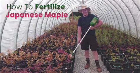 Choosing the Right Japanese Maple Fertilizer at Home Depot