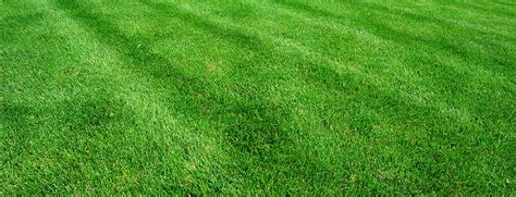 Choosing the Right Order for a Lush Lawn