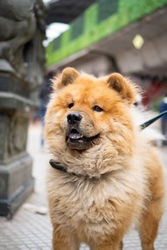 Chow Chow: Lifespan, Factors, and Care Guide