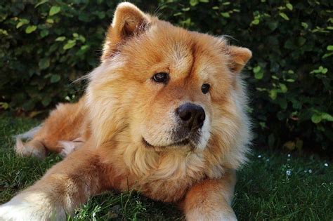 Chow Chow Akita mix