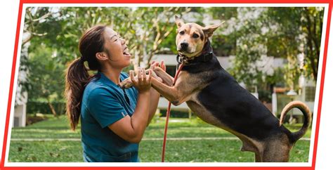 Christina Rodrigues Seah: The Dog Trainer Who Transforms Lives