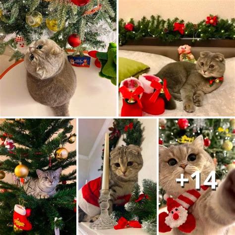 Christmas Accessories for Cats: Let Your Feline Friend Join the Festive Cheer