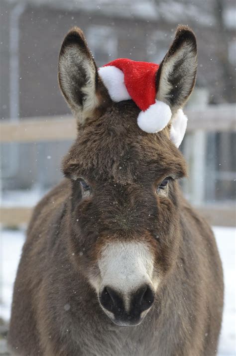 Christmas Donkey Kindle Editon