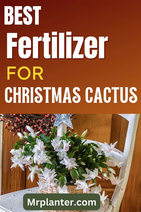 Christmas Tree Fertilizer: The Ultimate 5-Step Guide to a Thriving Christmas Spirit