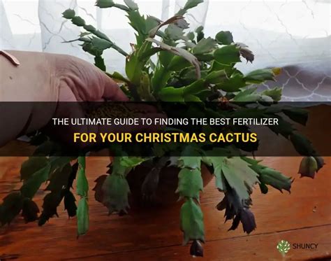 Christmas Tree Fertilizer: The Ultimate Guide