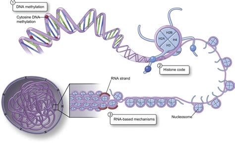 Chromatin and Gene Regulation Molecular Mechanisms in Epigenetics 1st Edition Reader
