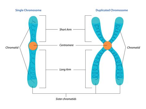 Chromosome PDF