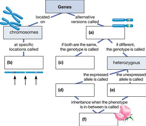 Chromosome Concept Map And Questions Answers Doc