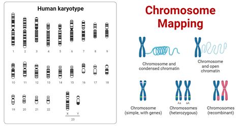 Chromosome Mapping Answer Doc