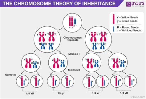 Chromosomes and Inheritance Doc