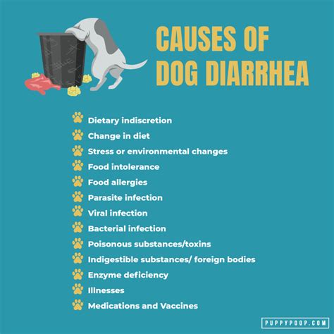 Chronic Diarrhea in Dogs: 15 Causes + Comprehensive Treatment Guide