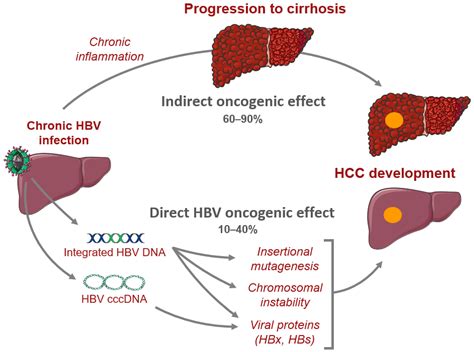 Chronic Viral Hepatitis B and C Reader