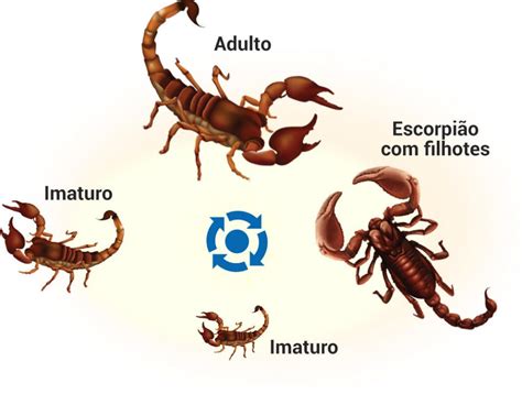 Ciclo de vida do escorpião com filhotes