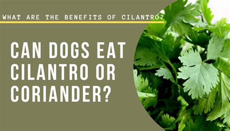 Cilantro for Dogs: The Pros, Cons, and Everything You Need to Know