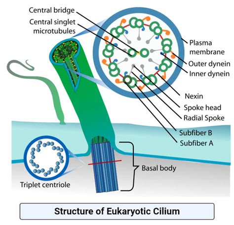 Cilia Structure and Motility PDF