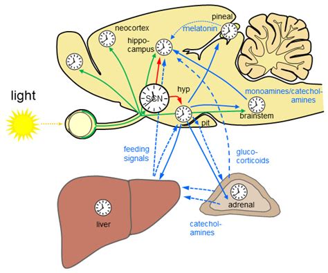 Circadian Rhythm Regulation: