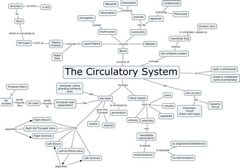 Circulation In Humans Concept Mapping Answers Doc