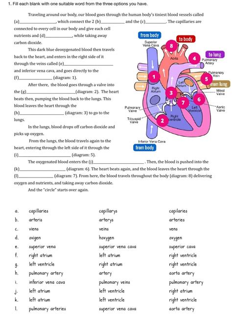 Circulation Worksheet Answers Doc