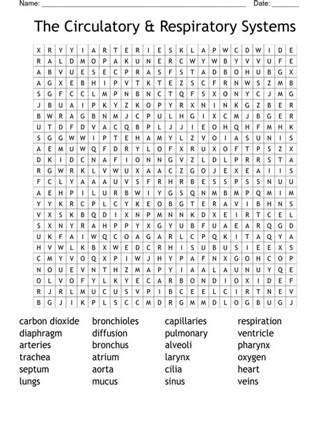 Circulatory And Respiratory System Hidden Word Answers Reader