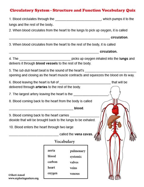 Circulatory System Quiz Answers Epub