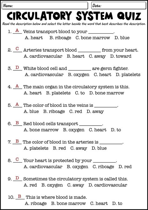 Circulatory System Worksheet Answer Key Doc