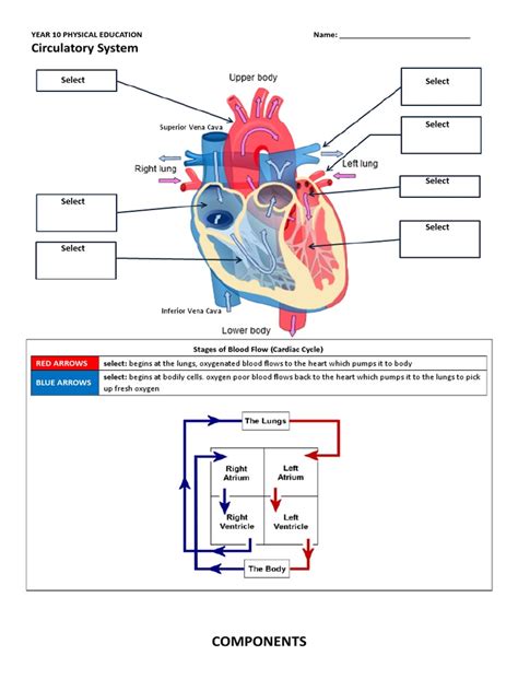 Circulatory System Worksheet Answers Epub