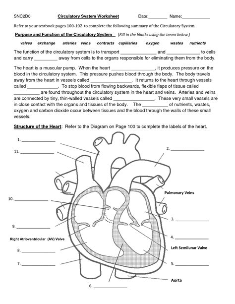 Circulatory System Worksheets And Answers Reader