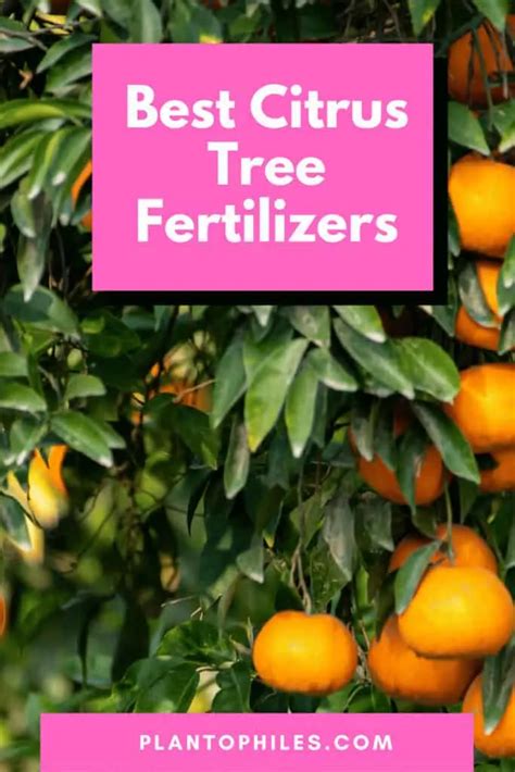 Citrus Fertilizers: The 2023 Guide to Fueling Your Fruit Trees