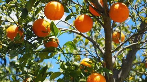 Citrus Trees: A Nutritional Powerhouse