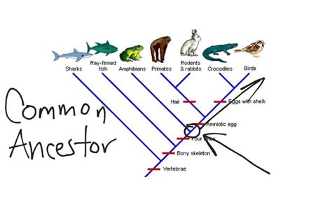 Cladogram Biology Answer Key Bing Doc