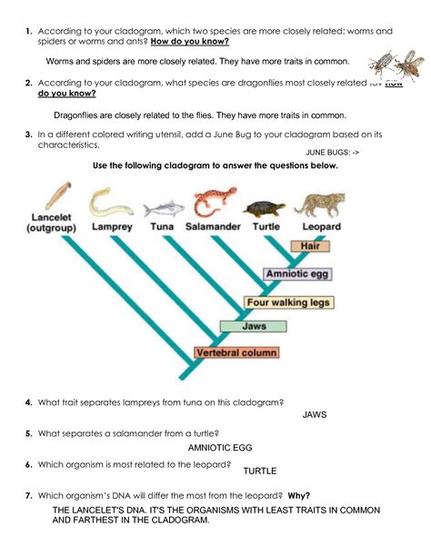 Cladogram Worksheet Answers Doc