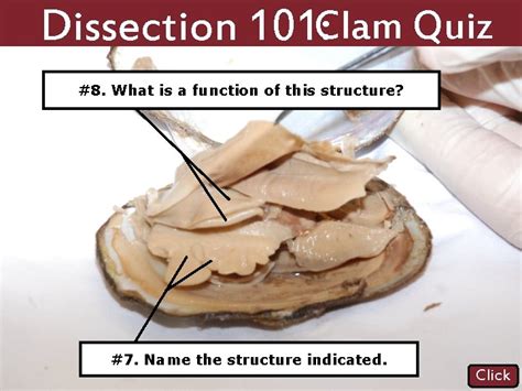 Clam Dissection Questions With Answers Doc