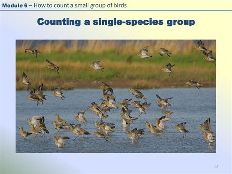 Clannad Birds: 500+ Species and Counting