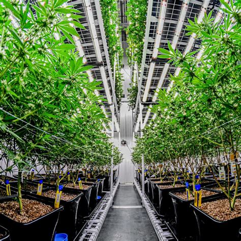 Clarakush: Unlocking the Potential of Indoor Cannabis Cultivation