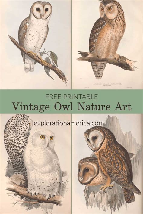 Classic Owl Prints: