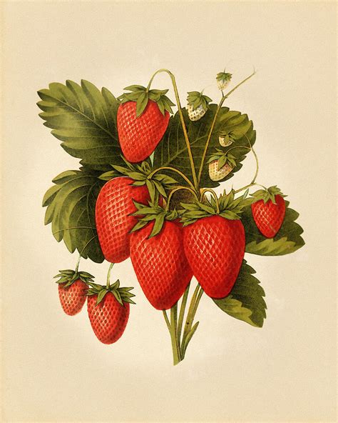 Classic Strawberry