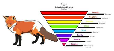 Classification Chart Of Animals