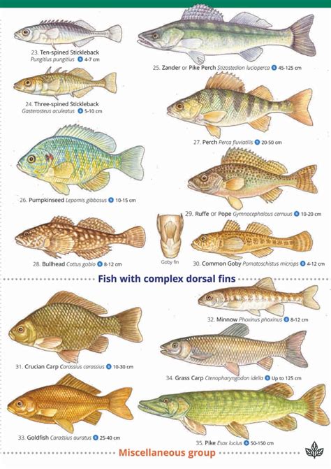 Classification and Identification of Freshwater Fishes Doc