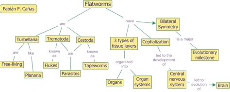 Classifying Flatworms Concept Mapping Answers Reader