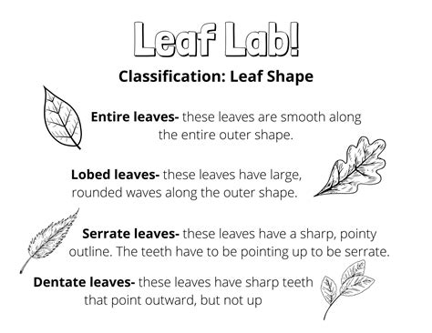 Classifying Leaves Lab 11 Answer Key Kindle Editon